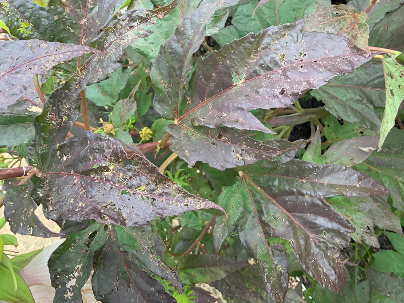 Flea beetle damage on HEAD OVER HEELS Blush